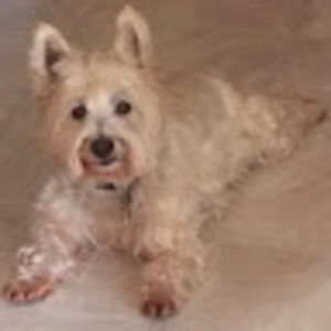 Meet your Posher, Emmie